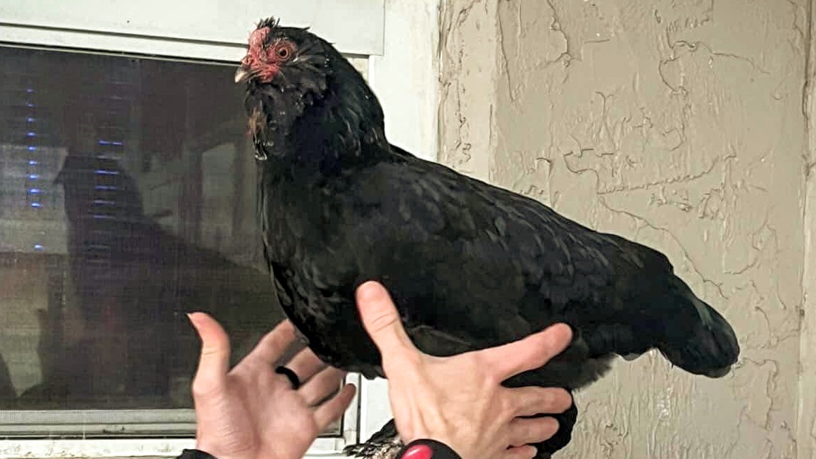 A black chicken being held with both hands against a textured wall